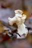 Fodros papsapkagomba (Helvella crispa), Pilis
